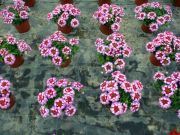 Verbena VEPITA Amethyst Kiss