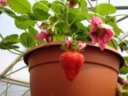 Ampel mit Erdbeerpflanze