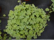 Hydrocotyle sib. Crystal Confetti