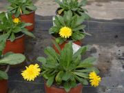 Calendula Powerdaisy Sunny