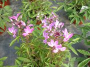 Cleome