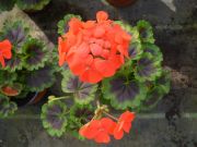 Pelargonie Antik Scarlet