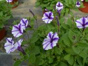 Petunia Vilolet Star