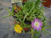 Winterharte Mittagsblume Delosperma