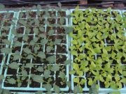 Kohlrabi und Salatjungpflanzen