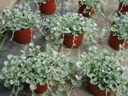 Dichondra argentea 'Silver Falls'