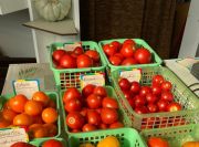 Tomaten