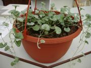 Dichondra argentea 'Silver Falls' Ampel