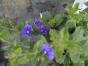 Convolvulus sabatius Blue Cascade